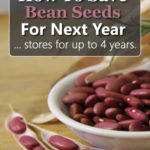 How To Save Bean Seeds From Your Garden