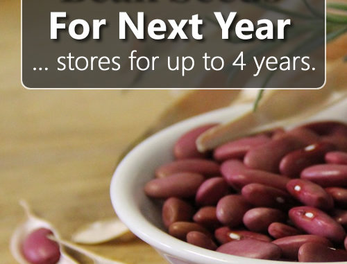 How To Save Bean Seeds From Your Garden