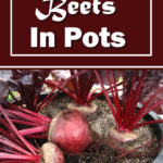 How To Grow Beets In Pots