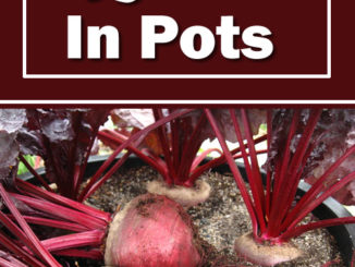How To Grow Beets In Pots