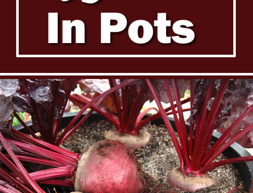 How To Grow Beets In Pots