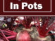 How To Grow Beets In Pots