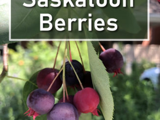 How To Grow Saskatoon Berries