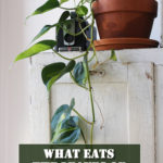 What Eats The Leaves Of Your Pothos?