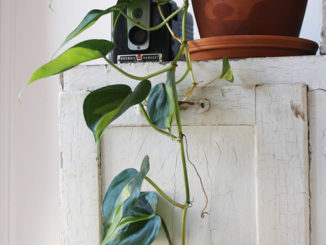 What Eats The Leaves Of Your Pothos?