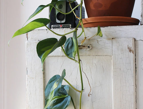 What Eats The Leaves Of Your Pothos?