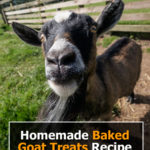 Homemade Baked Goat Treats Recipe