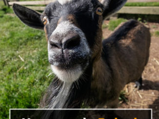 Homemade Baked Goat Treats Recipe
