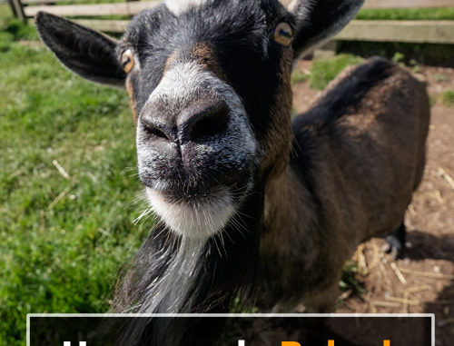 Homemade Baked Goat Treats Recipe