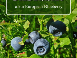 How To Grow Bilberries