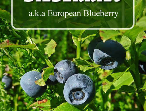 How To Grow Bilberries