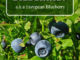 How To Grow Bilberries