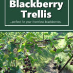 DIy Blackberry Trellis