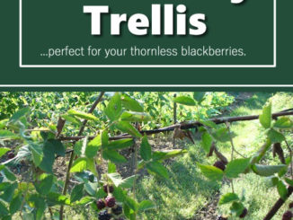 DIy Blackberry Trellis