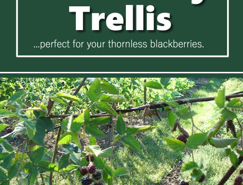 DIy Blackberry Trellis
