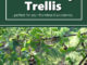 DIy Blackberry Trellis