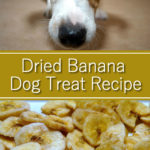 Dried Banana Dog Treat Recipe