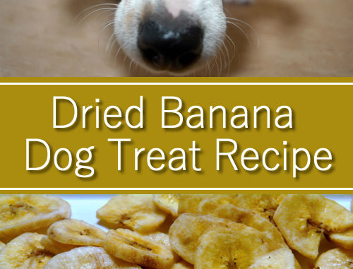 Dried Banana Dog Treat Recipe