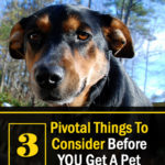 3 Pivotal Things To Consider Before You Get A Pet