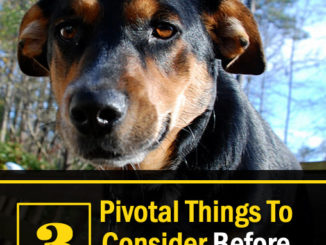 3 Pivotal Things To Consider Before You Get A Pet
