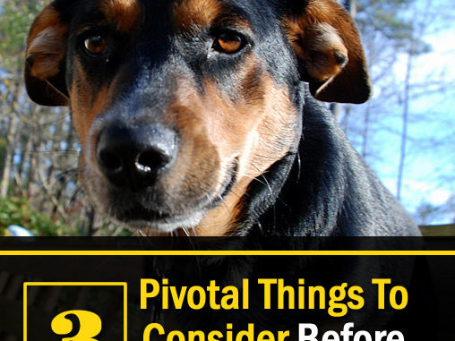 3 Pivotal Things To Consider Before You Get A Pet
