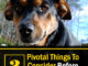 3 Pivotal Things To Consider Before You Get A Pet