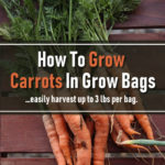 How To Grow Carrots In A Grow Bag