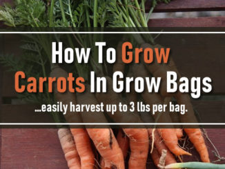 How To Grow Carrots In A Grow Bag
