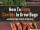 How To Grow Carrots In A Grow Bag