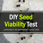 DIY Seed Viability Test
