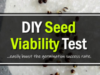 DIY Seed Viability Test