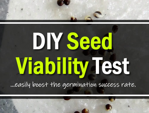 DIY Seed Viability Test