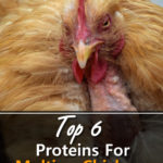 Top 6 Proteins For Molting Chickens