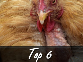Top 6 Proteins For Molting Chickens