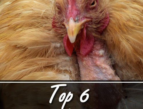 Top 6 Proteins For Molting Chickens