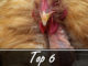 Top 6 Proteins For Molting Chickens