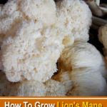 How To Grow Lion's Mane Mushroom In A Jar