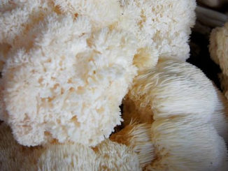 How To Grow Lion's Mane Mushroom In A Jar