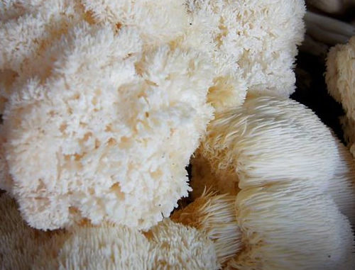 How To Grow Lion's Mane Mushroom In A Jar
