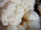 How To Grow Lion's Mane Mushroom In A Jar