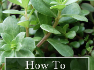 How To Grow Purslane