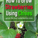How To Grow Strawberries Using Chives