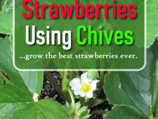 How To Grow Strawberries Using Chives