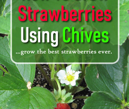 How To Grow Strawberries Using Chives