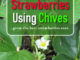 How To Grow Strawberries Using Chives