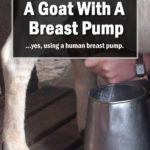 How To Milk A Goat With A Breast Pump