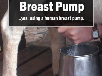 How To Milk A Goat With A Breast Pump