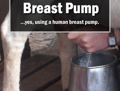 How To Milk A Goat With A Breast Pump