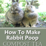 How To Make Rabbit Poop Compost Tea