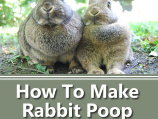 How To Make Rabbit Poop Compost Tea